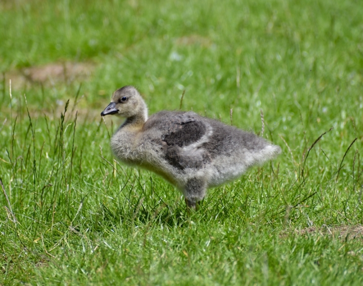 A pink-footed gosling stood sidewalks in the grass.